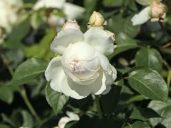 Beetrose Parfuma ® 'Herzogin Christiana' ® Kordes' Rose -Edelrosen Geschaft beetrose parfuma herzogin christiana kordes rose m099180 w 9