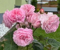 Beetrose Parfuma ® 'Rosengräfin Marie Henriette' ® 31 Beetrose Parfuma ® 'Rosengräfin Marie Henriette' ® -Edelrosen Geschaft beetrose parfuma rosengraefin marie henriette m099195 1328988 0