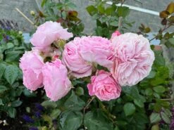 Beetrose Parfuma ® 'Rosengräfin Marie Henriette' ® 30 Beetrose Parfuma ® 'Rosengräfin Marie Henriette' ® -Edelrosen Geschaft beetrose parfuma rosengraefin marie henriette m099195 1328988 1