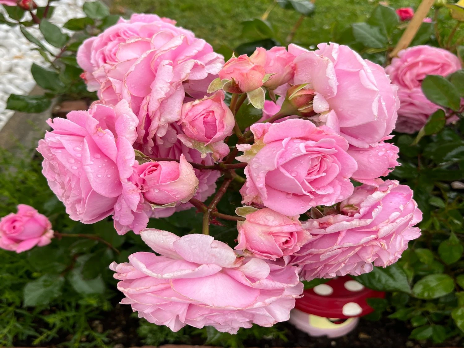 Beetrose Parfuma ® 'Rosengräfin Marie Henriette' ® 14 Beetrose Parfuma ® 'Rosengräfin Marie Henriette' ® – Bild 14