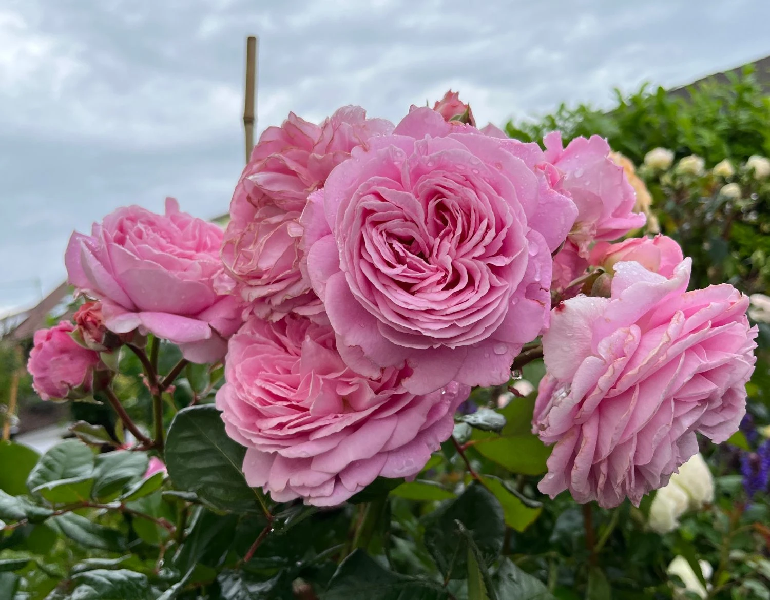 Beetrose Parfuma ® 'Rosengräfin Marie Henriette' ® 13 Beetrose Parfuma ® 'Rosengräfin Marie Henriette' ® – Bild 13