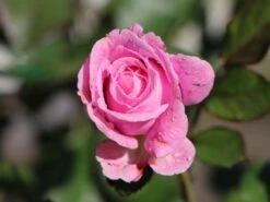 Beetrose Parfuma ® 'Rosengräfin Marie Henriette' ® 27 Beetrose Parfuma ® 'Rosengräfin Marie Henriette' ® -Edelrosen Geschaft beetrose parfuma rosengraefin marie henriette m099195 w 0