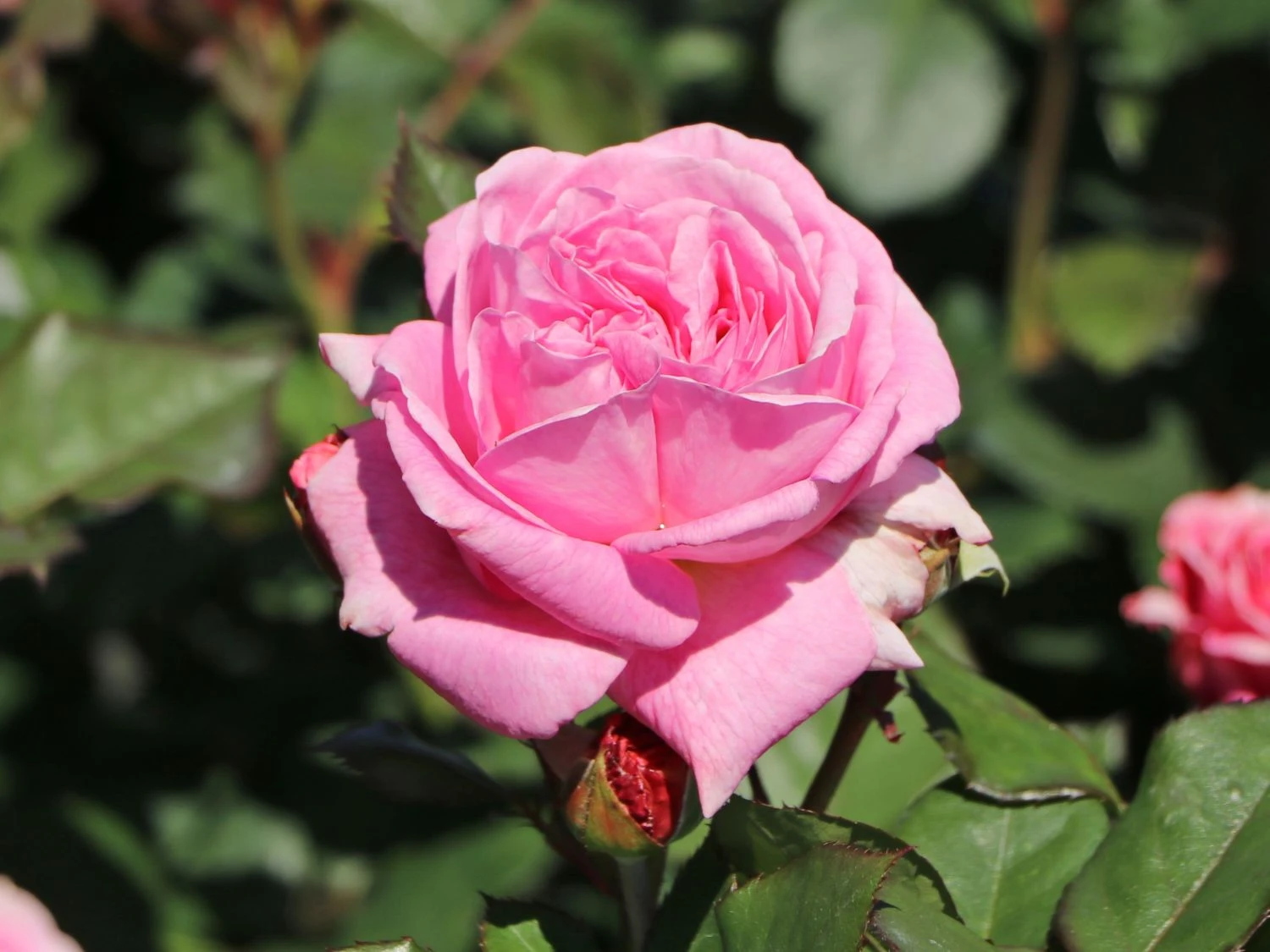 Beetrose Parfuma ® 'Rosengräfin Marie Henriette' ® 9 Beetrose Parfuma ® 'Rosengräfin Marie Henriette' ® – Bild 9