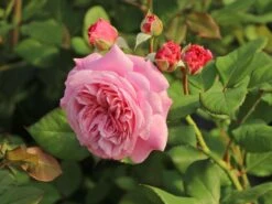 Beetrose Parfuma ® 'Rosengräfin Marie Henriette' ® 23 Beetrose Parfuma ® 'Rosengräfin Marie Henriette' ® -Edelrosen Geschaft beetrose parfuma rosengraefin marie henriette m099195 w 10