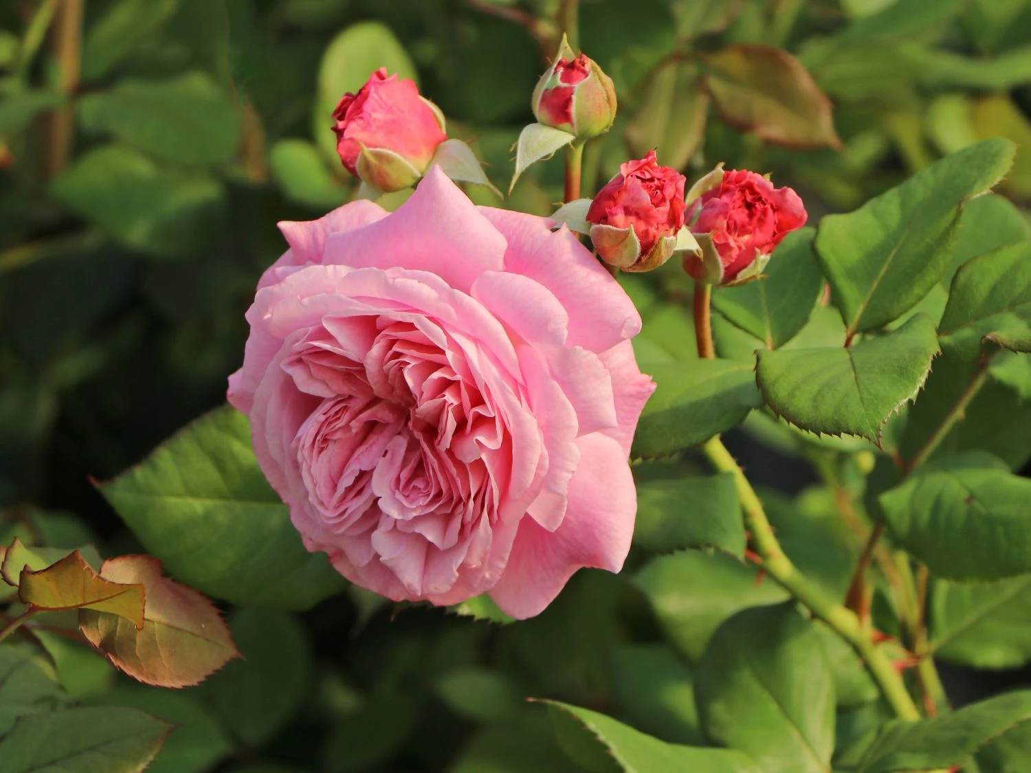 Beetrose Parfuma ® 'Rosengräfin Marie Henriette' ® 8 Beetrose Parfuma ® 'Rosengräfin Marie Henriette' ® – Bild 8