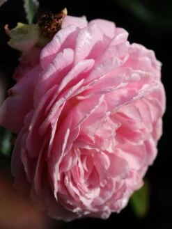 Beetrose Parfuma ® 'Rosengräfin Marie Henriette' ® 20 Beetrose Parfuma ® 'Rosengräfin Marie Henriette' ® -Edelrosen Geschaft beetrose parfuma rosengraefin marie henriette m099195 w 2