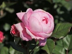 Beetrose Parfuma ® 'Rosengräfin Marie Henriette' ® 25 Beetrose Parfuma ® 'Rosengräfin Marie Henriette' ® -Edelrosen Geschaft beetrose parfuma rosengraefin marie henriette m099195 w 3