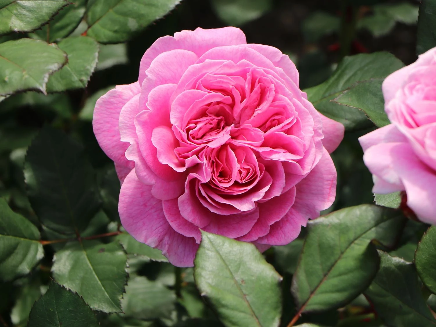 Beetrose Parfuma ® 'Rosengräfin Marie Henriette' ® 3 Beetrose Parfuma ® 'Rosengräfin Marie Henriette' ® – Bild 3