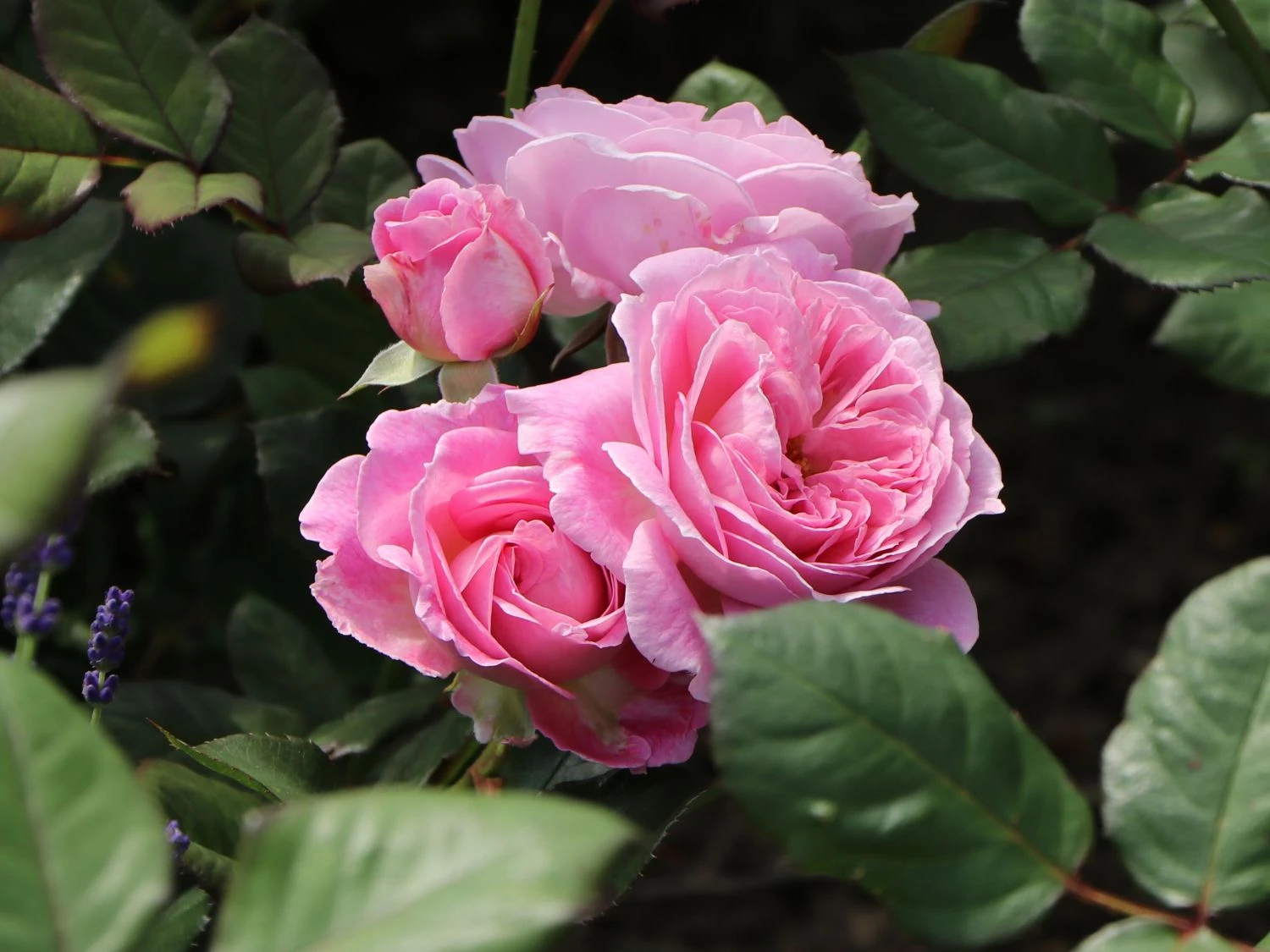 Beetrose Parfuma ® 'Rosengräfin Marie Henriette' ® 2 Beetrose Parfuma ® 'Rosengräfin Marie Henriette' ® – Bild 2