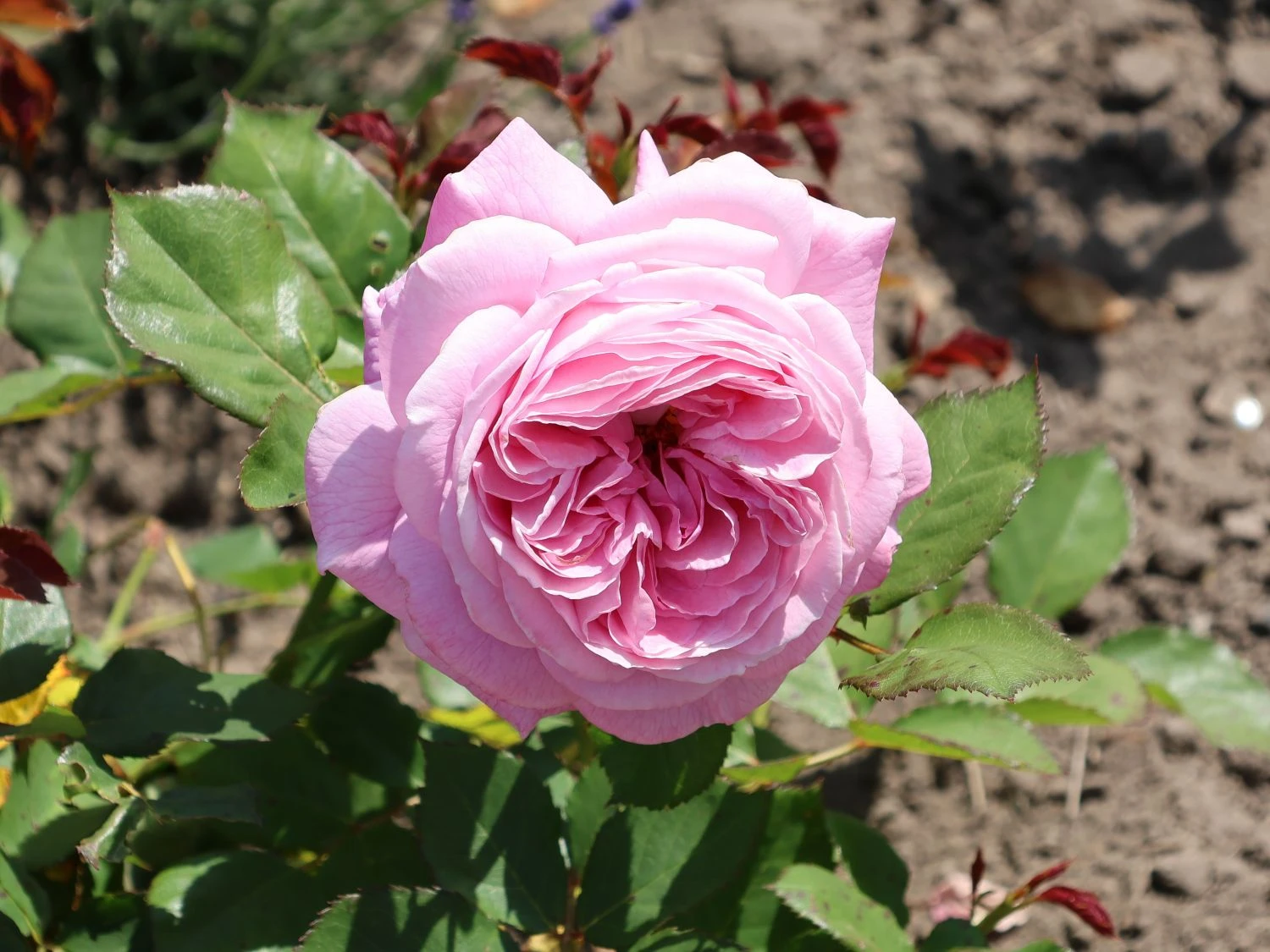 Beetrose Parfuma ® 'Rosengräfin Marie Henriette' ® 7 Beetrose Parfuma ® 'Rosengräfin Marie Henriette' ® – Bild 7