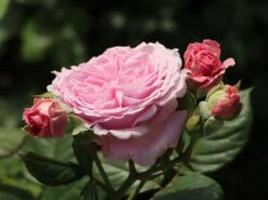 Beetrose Parfuma ® 'Rosengräfin Marie Henriette' ® 21 Beetrose Parfuma ® 'Rosengräfin Marie Henriette' ® -Edelrosen Geschaft beetrose parfuma rosengraefin marie henriette m099195 w 7