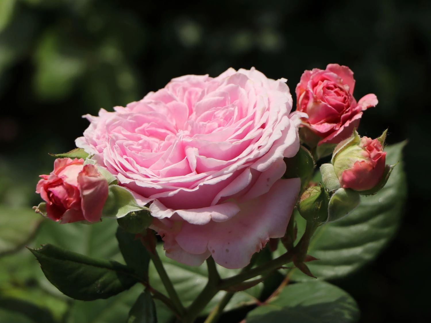 Beetrose Parfuma ® 'Rosengräfin Marie Henriette' ® 6 Beetrose Parfuma ® 'Rosengräfin Marie Henriette' ® – Bild 6