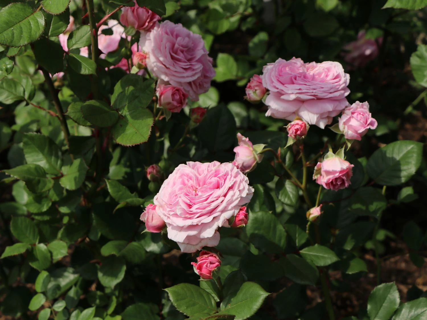 Beetrose Parfuma ® 'Rosengräfin Marie Henriette' ® 4 Beetrose Parfuma ® 'Rosengräfin Marie Henriette' ® – Bild 4