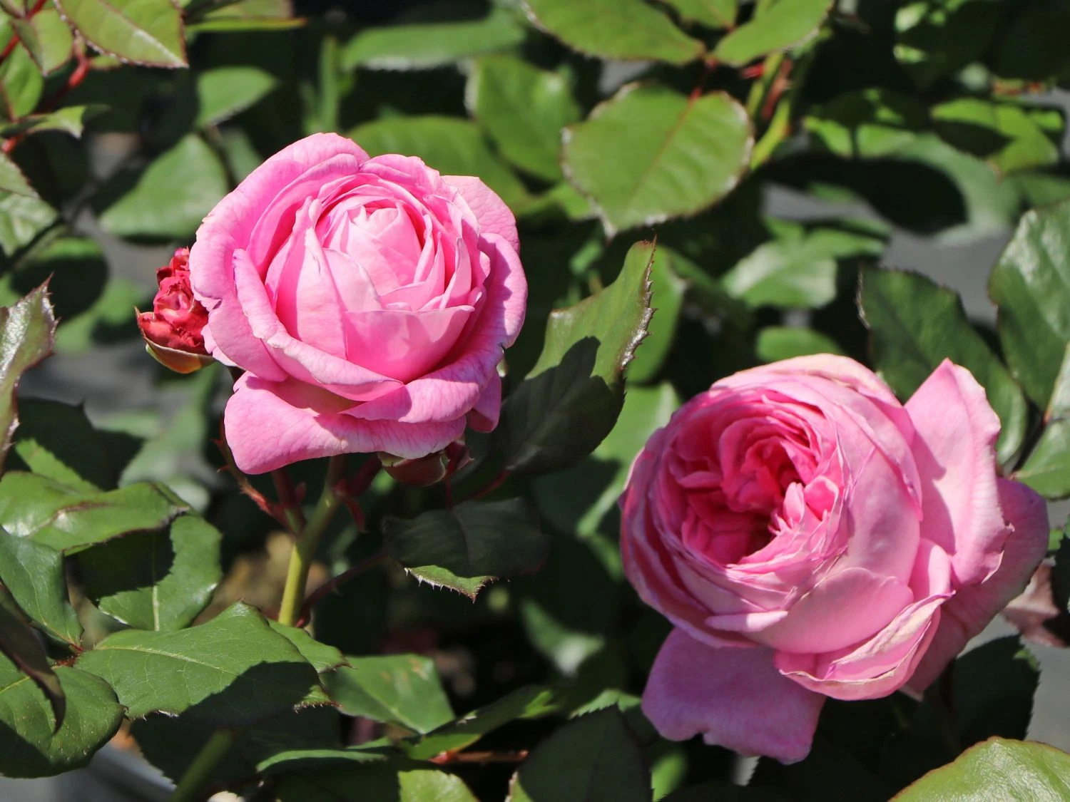 Beetrose Parfuma ® 'Rosengräfin Marie Henriette' ® 11 Beetrose Parfuma ® 'Rosengräfin Marie Henriette' ® – Bild 11