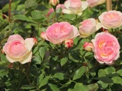 Beetrose 'Pastella' ® 15 Beetrose 'Pastella' ® -Edelrosen Geschaft beetrose pastella m005614 w 0