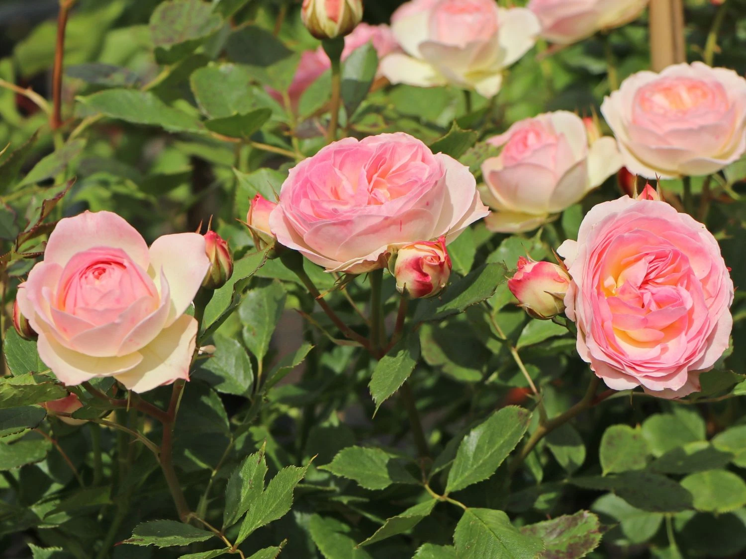 Beetrose 'Pastella' ® 6 Beetrose 'Pastella' ® – Bild 6