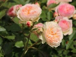 Beetrose 'Pastella' ® 14 Beetrose 'Pastella' ® -Edelrosen Geschaft beetrose pastella m005614 w 1