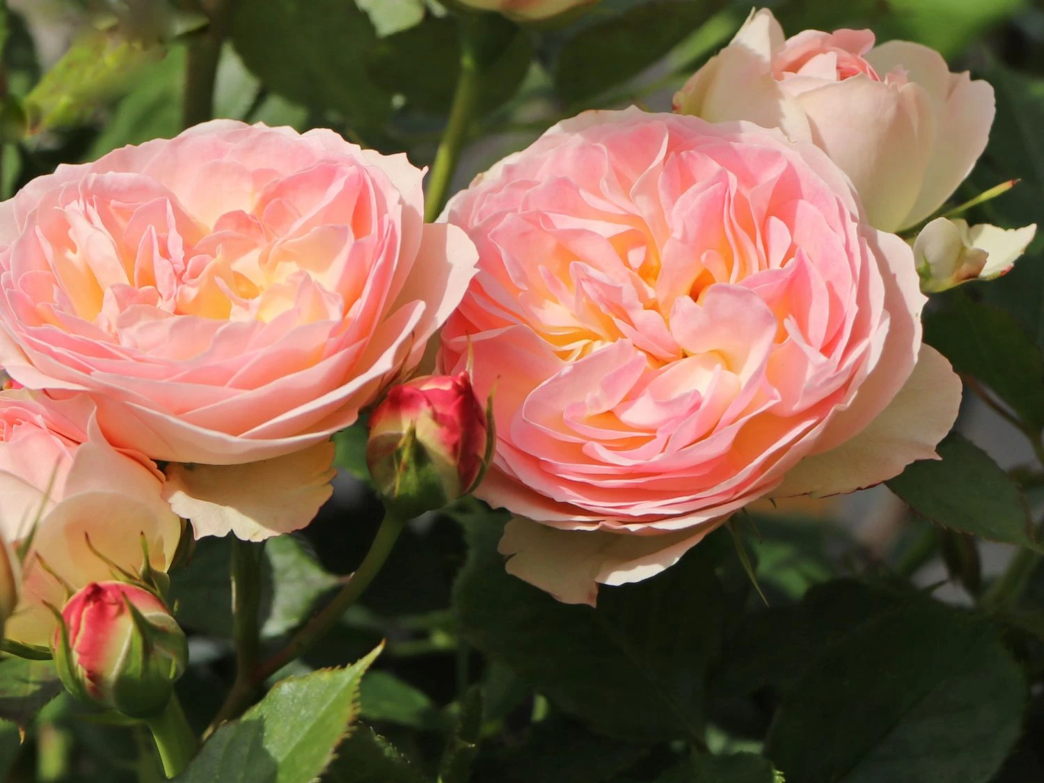 Beetrose 'Pastella' ® 8 Beetrose 'Pastella' ® – Bild 8