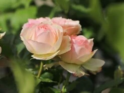 Beetrose 'Pastella' ® 16 Beetrose 'Pastella' ® -Edelrosen Geschaft beetrose pastella m005614 w 3