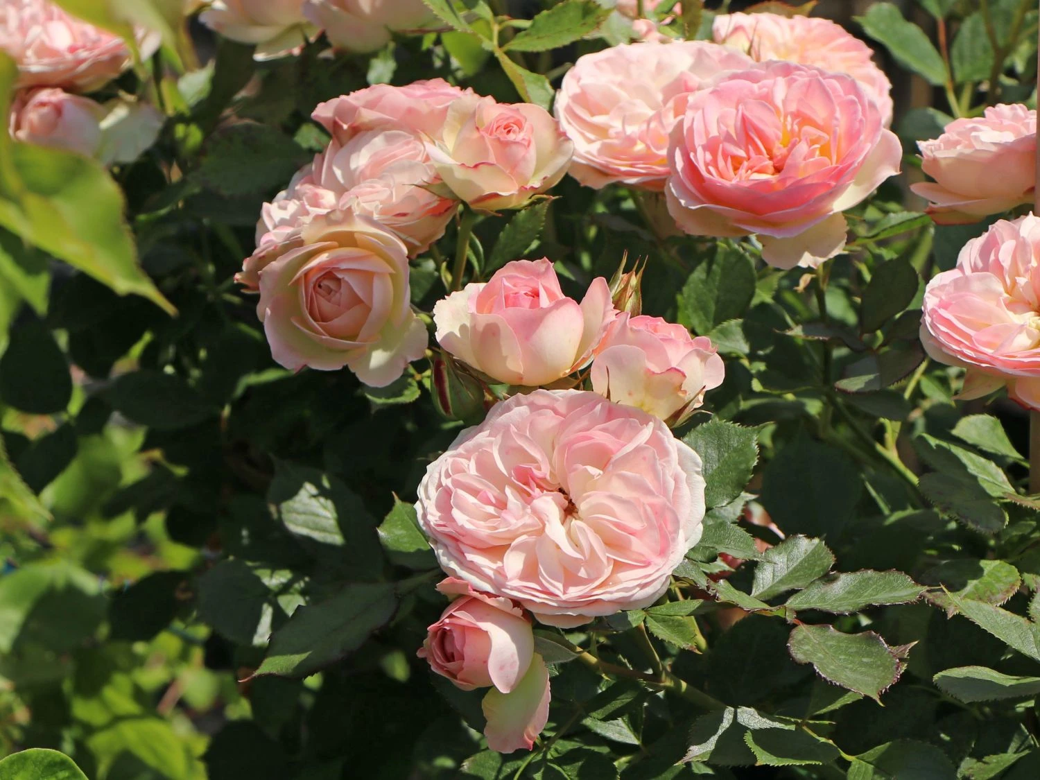 Beetrose 'Pastella' ® 3 Beetrose 'Pastella' ® – Bild 3