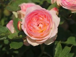 Beetrose 'Pastella' ® 13 Beetrose 'Pastella' ® -Edelrosen Geschaft beetrose pastella m005614 w 5