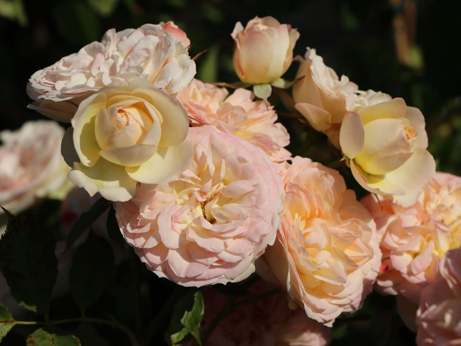 Beetrose 'Pastella' ® 2 Beetrose 'Pastella' ® – Bild 2