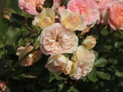 Beetrose 'Pastella' ® 18 Beetrose 'Pastella' ® -Edelrosen Geschaft beetrose pastella m005614 w 7