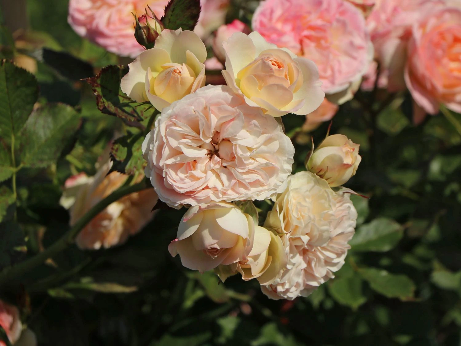 Beetrose 'Pastella' ® 9 Beetrose 'Pastella' ® – Bild 9