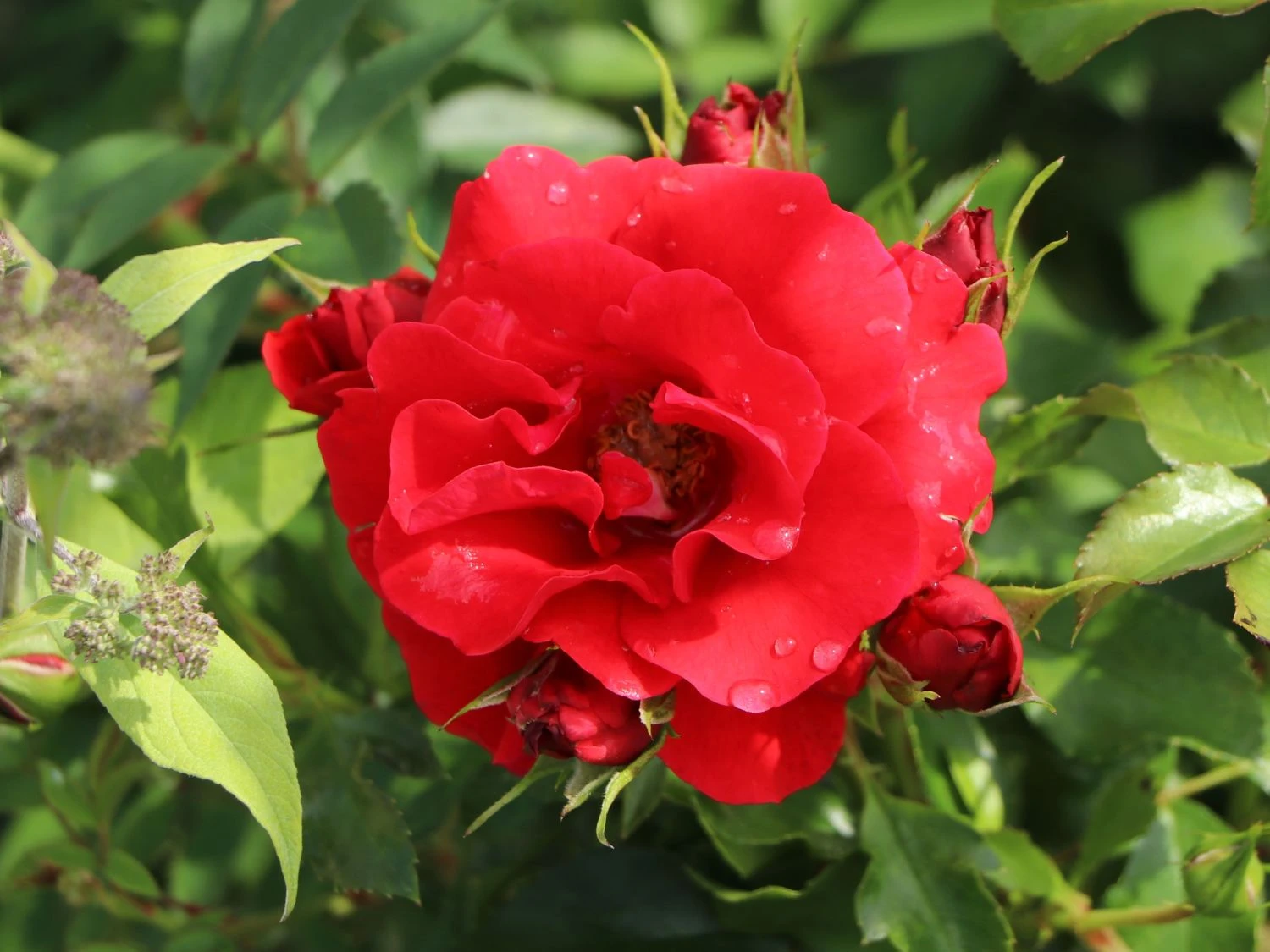 Beetrose 'Pepino' ® 2 Beetrose 'Pepino' ® – Bild 2