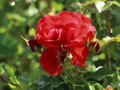 Beetrose 'Pepino' ® 7 Beetrose 'Pepino' ® -Edelrosen Geschaft beetrose pepino m005734 w 1