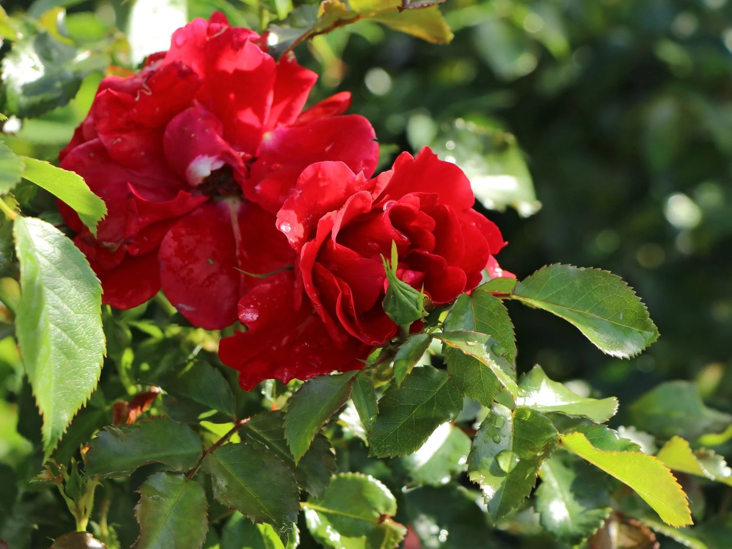 Beetrose 'Pepino' ® 3 Beetrose 'Pepino' ® – Bild 3