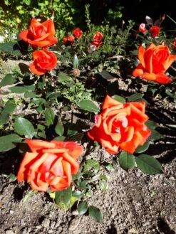 Beetrose 'Piccolo' ® -Edelrosen Geschaft beetrose piccolo m005740 193676 0