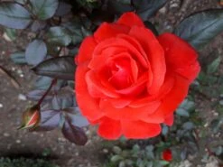 Beetrose 'Piccolo' ® -Edelrosen Geschaft beetrose piccolo m005740 217342 1