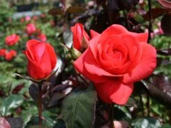 Beetrose 'Piccolo' ® -Edelrosen Geschaft beetrose piccolo m005740 w 1