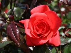 Beetrose 'Piccolo' ® -Edelrosen Geschaft beetrose piccolo m005740 w 2