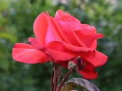 Beetrose 'Piccolo' ® -Edelrosen Geschaft beetrose piccolo m005740 w 3