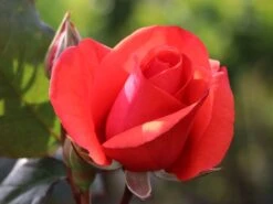 Beetrose 'Piccolo' ® -Edelrosen Geschaft beetrose piccolo m005740 w 4