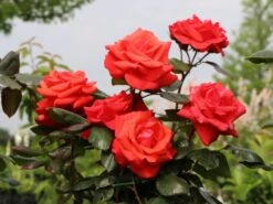 Beetrose 'Piccolo' ® -Edelrosen Geschaft beetrose piccolo m005740 w 6