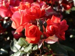 Beetrose 'Piccolo' ® -Edelrosen Geschaft beetrose piccolo m005740 w 8