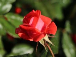 Beetrose 'Piccolo' ® -Edelrosen Geschaft beetrose piccolo m005740 w 9