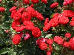 Beetrose 'Planten Un Blomen' -Edelrosen Geschaft beetrose planten un blomen m048664 w 0