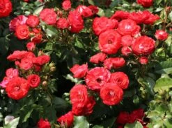 Beetrose 'Planten Un Blomen' -Edelrosen Geschaft beetrose planten un blomen m048664 w 1