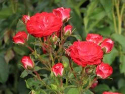 Beetrose 'Planten Un Blomen' -Edelrosen Geschaft beetrose planten un blomen m048664 w 2