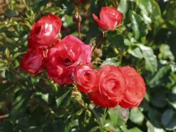 Beetrose 'Planten Un Blomen' -Edelrosen Geschaft beetrose planten un blomen m048664 w 4