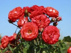 Beetrose 'Planten Un Blomen' -Edelrosen Geschaft beetrose planten un blomen m048664 w 5