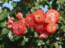 Beetrose 'Planten Un Blomen' -Edelrosen Geschaft beetrose planten un blomen m048664 w 6