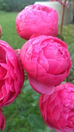 Beetrose 'Pomponella' ® 29 Beetrose 'Pomponella' ® -Edelrosen Geschaft beetrose pomponella m009316 149368 0