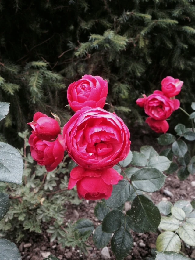 Beetrose 'Pomponella' ® 17 Beetrose 'Pomponella' ® – Bild 17