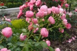 Beetrose 'Pomponella' ® 30 Beetrose 'Pomponella' ® -Edelrosen Geschaft beetrose pomponella m009316 679254 1