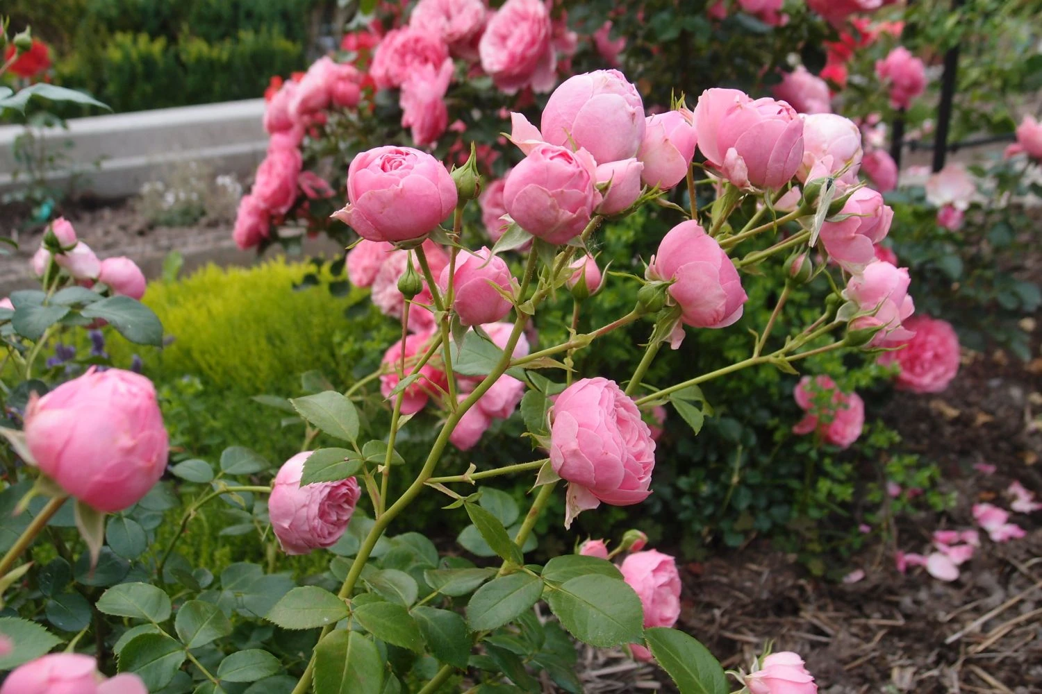 Beetrose 'Pomponella' ® 14 Beetrose 'Pomponella' ® – Bild 14